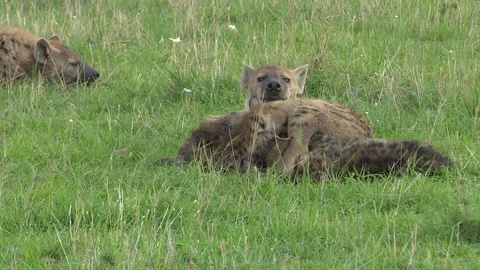 HYENA PUP NURSES Video stock 88102262