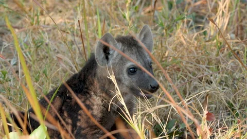 Hyena Pup in Okavango Delta Stock Footage 135259652