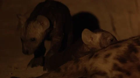 Hyena Pups Close Up Stock Footage 55655400