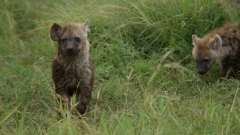 Hyena pups Stock Footage 143961235
