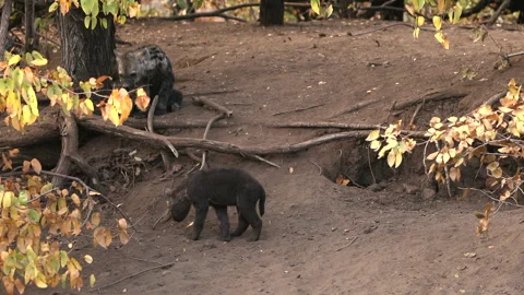 Hyena pups Stock Footage 211871399