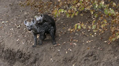 Hyena pups Stock Footage 211873604
