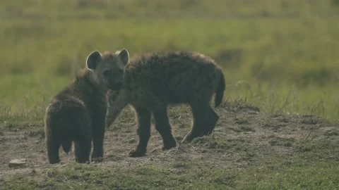 Hyena pups sit around the den in golden light. Stock Footage 156467006
