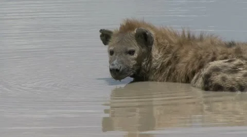 HYENA REFLECTION Video stock 20590907