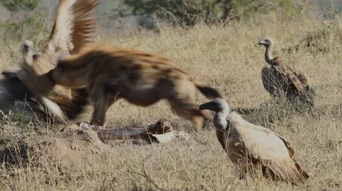 Hyena refusing to share his meal Stock Footage 54445688