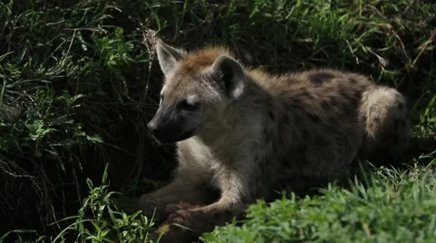 Hyena resting. Stock Footage 11288319
