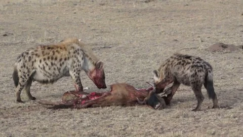Hyena Rips Wilderbeest 動画素材 70606868