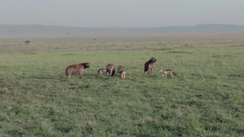 Hyena with scraps from a recent kill Stock Footage 328233612