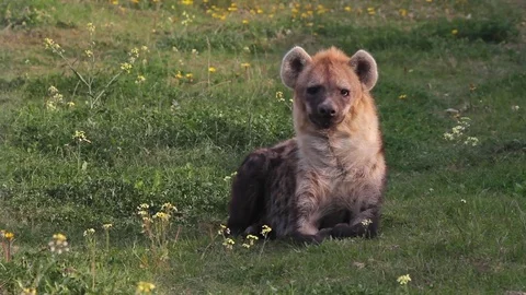 Hyena sitting Video stock 74701486