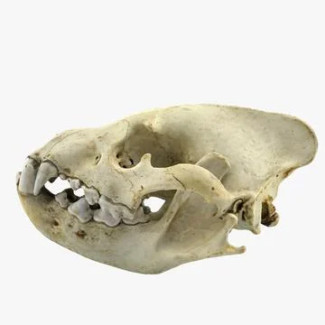 3D Model: Hyena Skull ~ Buy Now #91478629 | Pond5