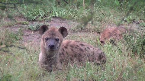 Hyena Sleeping Stock Footage