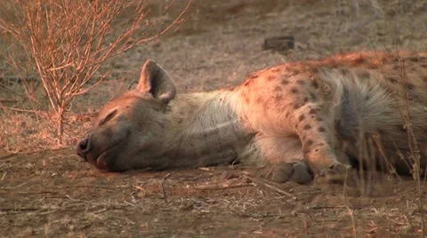 Hyena sleeping in the sun Stock Footage 8568582