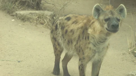 Hyena sniffing Stock Footage 36159887