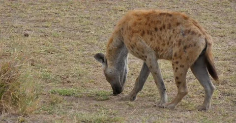Hyena sniffs the ground Stock Footage 60588832