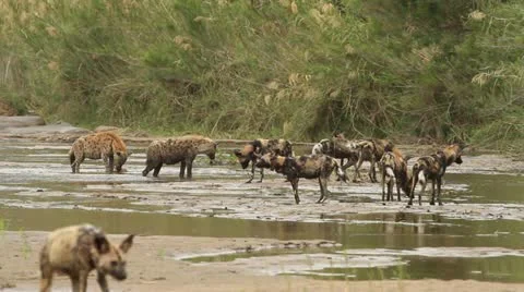 Hyena standing guard. Stock Footage 11900890
