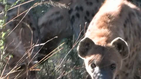 Hyena Stare Stock Footage 8997835