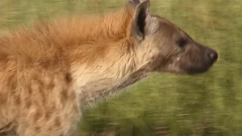 Hyena tracking through grass BCU Stock Footage 129878797