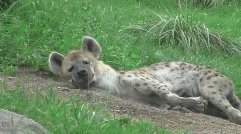 Hyena trying to sleep Video stock 8574127