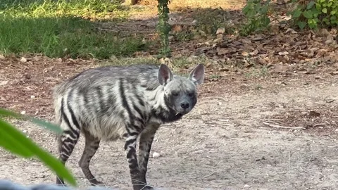 Hyena turn on to the camera and stare Stock Footage 226986040