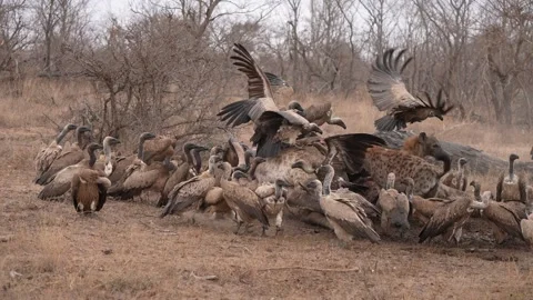 Hyena versus Vultures Stock Footage 289032368
