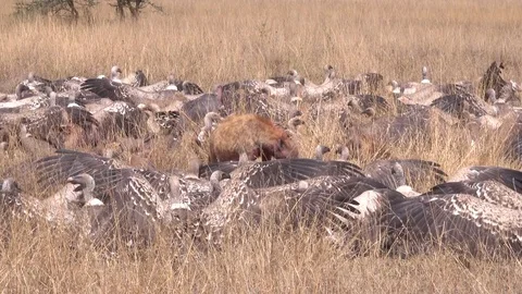 Hyena, vulture, jackal eat zebra, Serengeti, Tanzania, Africa Stock Footage 83703697