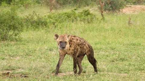Hyena walking 1 動画素材 104847953