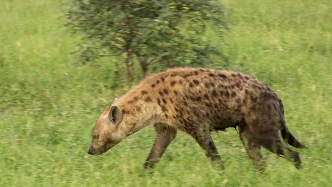 Hyena Walking 2 動画素材 104850509