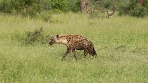 Hyena walking 3 動画素材 104850928