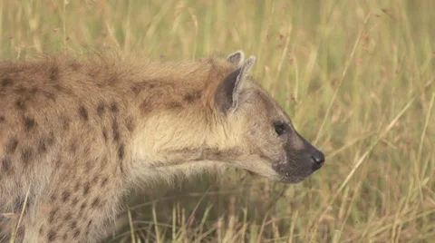 Hyena walking close Stock Footage