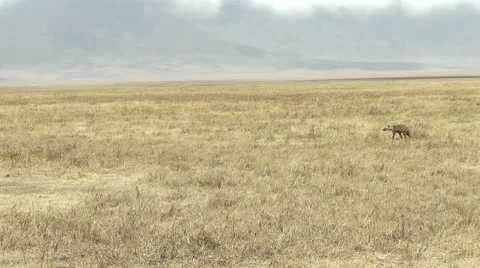 Hyena walking Stock Footage 10563899