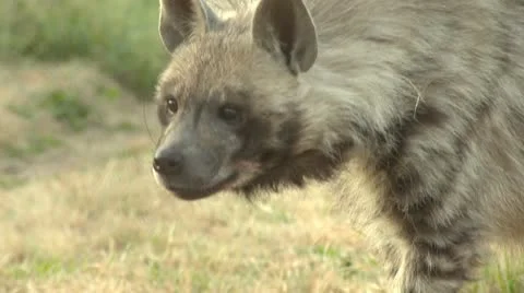 Hyena walking Stock Footage 10989211