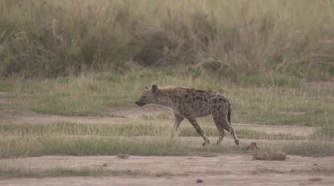 Hyena walking  Stock Footage 33530905