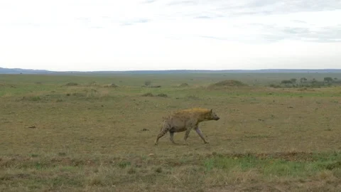 A hyena walking Video stock 151333762
