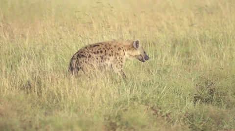 Hyena walking from grass to road Stock Footage 33546975