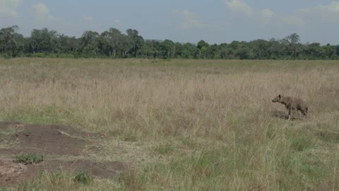 Hyena walking on the grasslands of Kenya Stock Footage 328242567