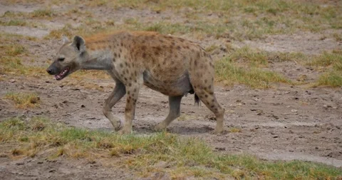 Hyena walking on the plain Stock Footage 60588688