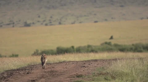 Hyena walking on the road alone Stock Footage 33547014