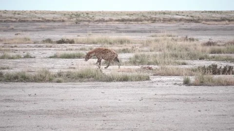 Hyena walking, side view Stock Footage 172522963