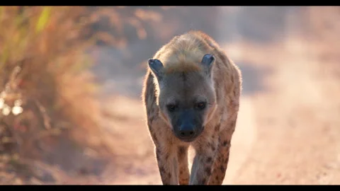 Hyena walking toward camera, close-up, Africa, savannah Stock Footage 327019844