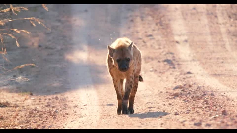 Hyena walking toward camera, medium shot, savannah Stock Footage 327019768