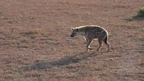 Hyena Walks in and out of frame Stock-Footage 227586881
