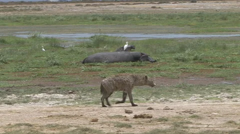 Hyena Walks By Hippo 库存影片 45940905