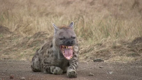 A hyena yawns at close up range 스톡 동영상 98616185