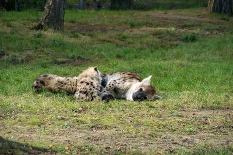 Hyena with young Stock Photos