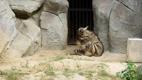 Hyena in the zoo. Stock Footage 80221135