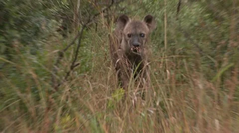 Hyena1 Stock Footage 11070545