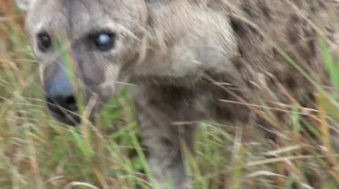 Hyena2 Stock Footage 11070602