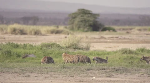 Hyenas on a carcass Stock Footage 33532723
