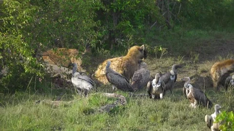 Hyenas circling dead hippo while feeding as vultures fly in nearby Stock Footage 238753917