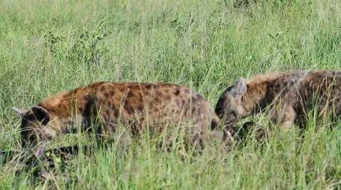Hyena's drag rhino Stock Footage 41642453